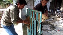 Desperate for help, trapped dog freed from gate