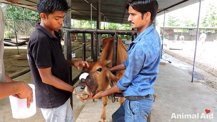 Cow injured from halter cutting into face rescued