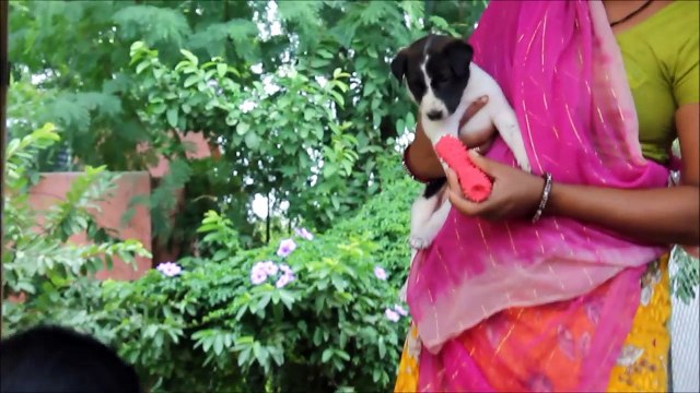 Cutest puppy rescued with injured mom at Animal Aid, India
