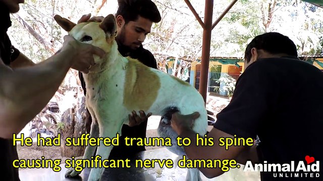 Dog paralysed from car accident walks again