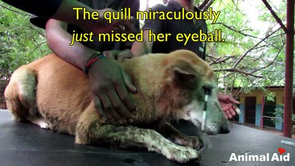 Dog saved after huge porcupine quill pierces into eye lid