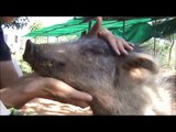 Introducing Stacey, our rescued paralysed pig at Animal Aid