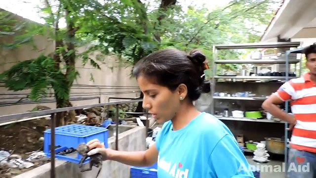 Newborn orphaned kittens trapped in exhaust duct rescued