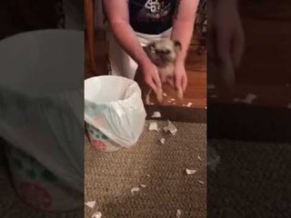 Rocky the Dog Learns to Clean Up His Own Mess