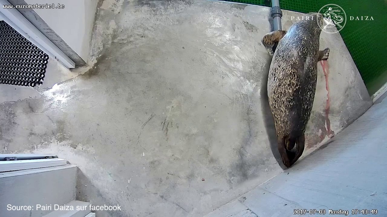 Pairi Daiza: naissance de deux phoques