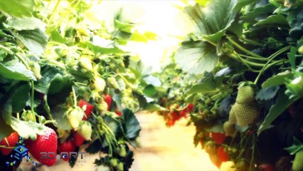 Chung cư Berriver Long Biên