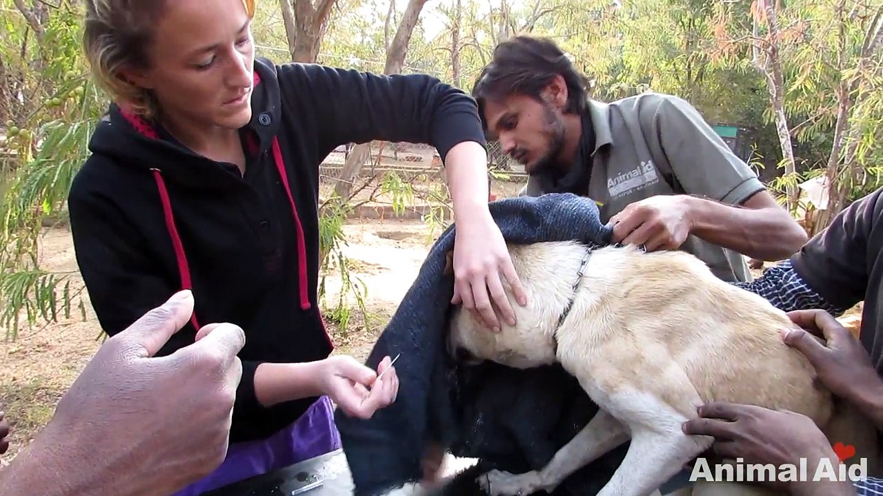 Street dog suffering from huge abscess saved!
