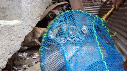 Tormented to Sparkling- Rescue Saved His Life