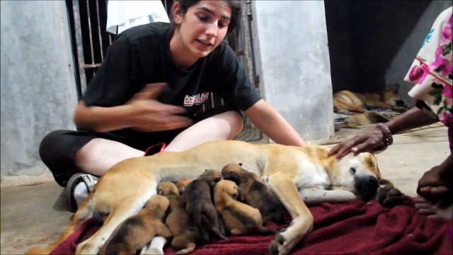 Orphaned puppies meet their new mom
