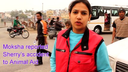 Pregnant mother dog victim of a hit and run - she lives!