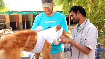 Saved! The best rescue highlights of 2014