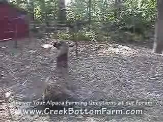 Raising Alpacas