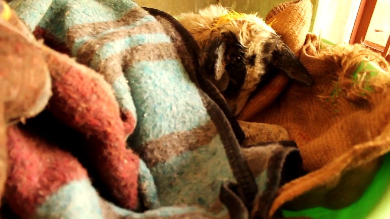 Unexpected Friend Transforms Abused Dog