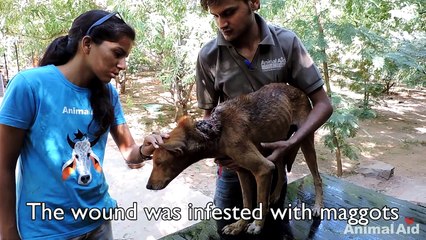 Wounded, starving and scared dog’s amazing recovery