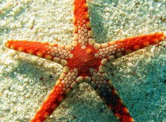 Carlos Michel Fumero y las fotos impactates de vida marina