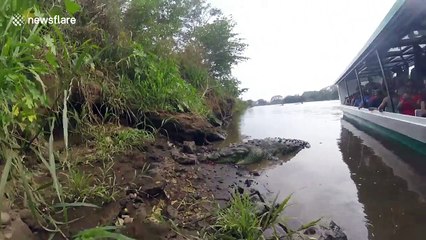 GoPro gets very close to crocodile's jaws