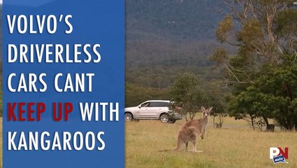 Volvo’s Driverless Cars Cant Keep Up With Kangaroos