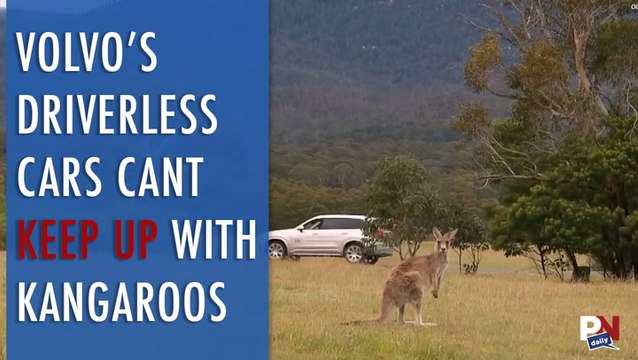 Volvo’s Driverless Cars Cant Keep Up With Kangaroos