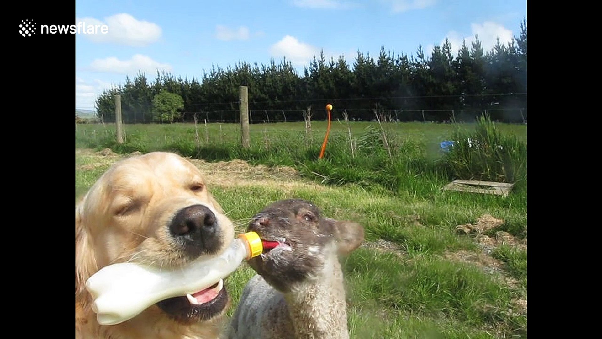 Golden retriever feeds lamb