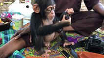 Rescued chimps play at sanctuary in Liberia