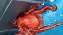 Este Polvo Voltou ao Oceano Após Escapar De Forma Inacreditável De Um Barco De Pesca !