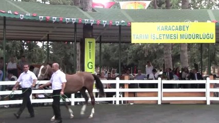 Tigem'in Taylarına Yoğun Ilgi