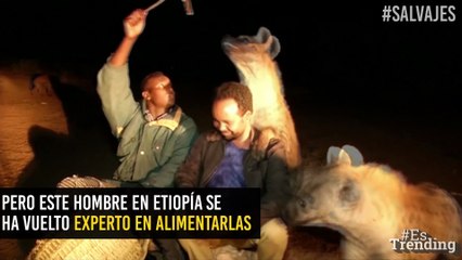 ¿Le temes a las hienas? En Etiopía podrás alimentarlas sin miedo…