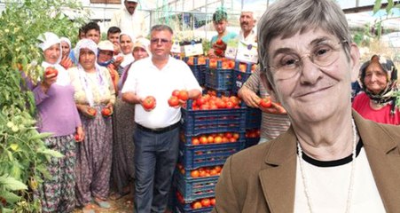 Domates Üreticilerinden Canan Karatay'a Tepki: Klimalı Ortamda Konuşmak Kolay