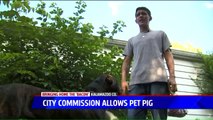 'Bacon Gets to Stay': City Council Says Man Can Keep His Beloved Pet Pig