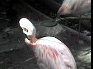 MOV00011