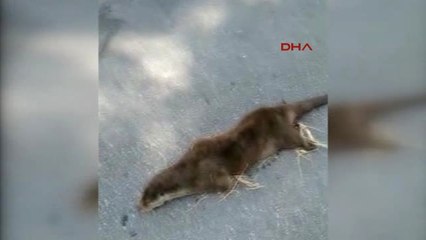 Aydın Söke'de Telef Olmuş Su Samuru Bulundu