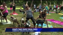 Baby Goats Take Over Yoga Class in Pennsylvania