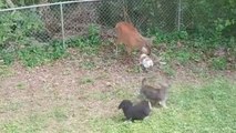 Mama Deer Will Defend Her Own, So Back Up!