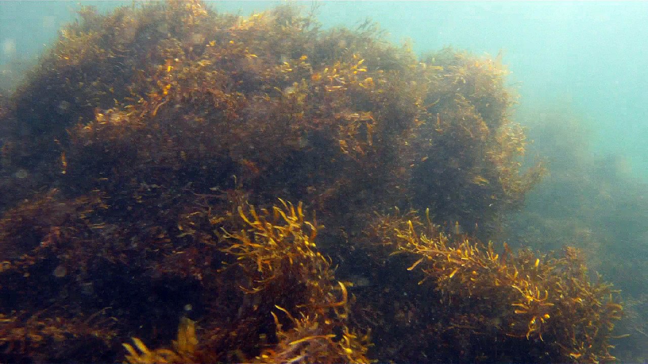 Expedição Tartaruga Marinha, Ubatuba, SP, Brasil, 2017, mares, praias, apneia contemplativa, ap