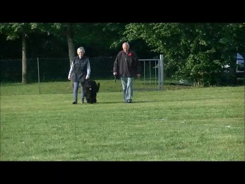 2016 Jakahdy de l'Aubade aux Bergers : Brevet Ring