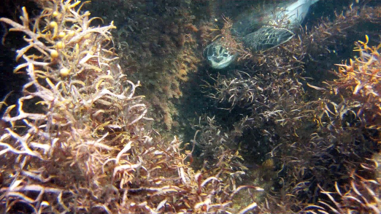 Expedição Tartaruga Marinha, Ubatuba, SP, Brasil, 2017, mares, praias, apneia contemplativa, ap