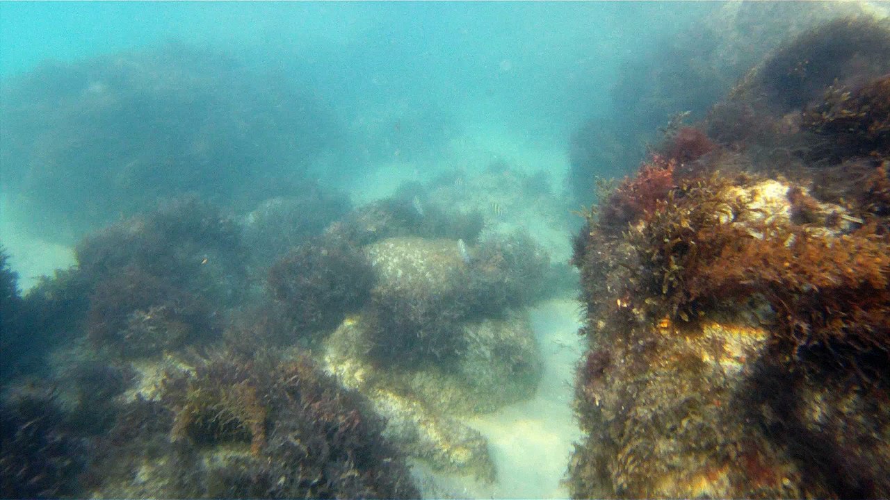 Expedição Tartaruga Marinha, Ubatuba, SP, Brasil, 2017, mares, praias, apneia contemplativa, ap
