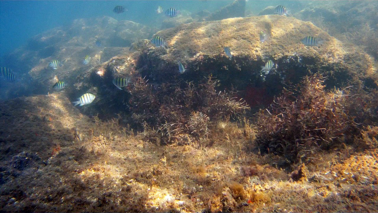 Expedição Tartaruga Marinha, Ubatuba, SP, Brasil, 2017, mares, praias, apneia contemplativa, ap