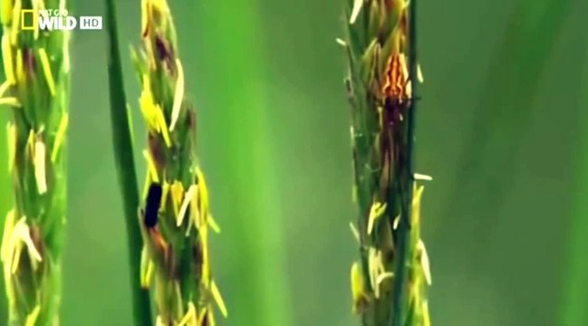 Discovery Channel , Discovery Animal, Медведи острова Страха Аляс [720] part 1/2