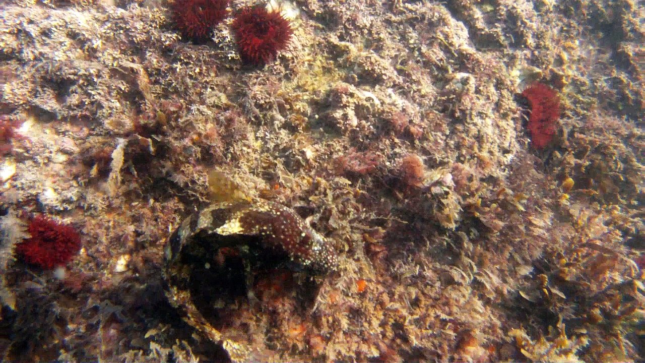 Expedição Tartaruga Marinha, Ubatuba, SP, Brasil, 2017, mares, praias, apneia contemplativa, ap