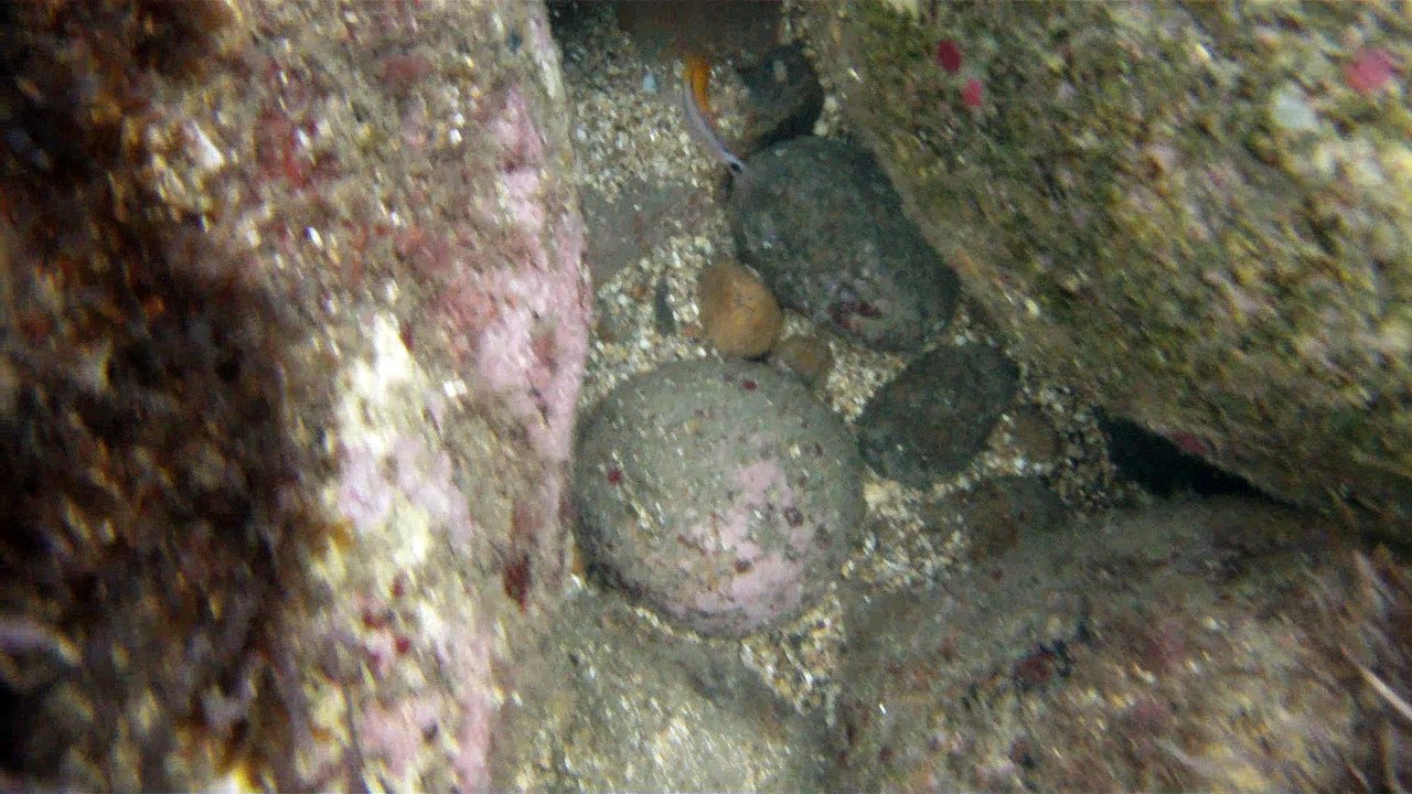 Expedição Tartaruga Marinha, Ubatuba, SP, Brasi...