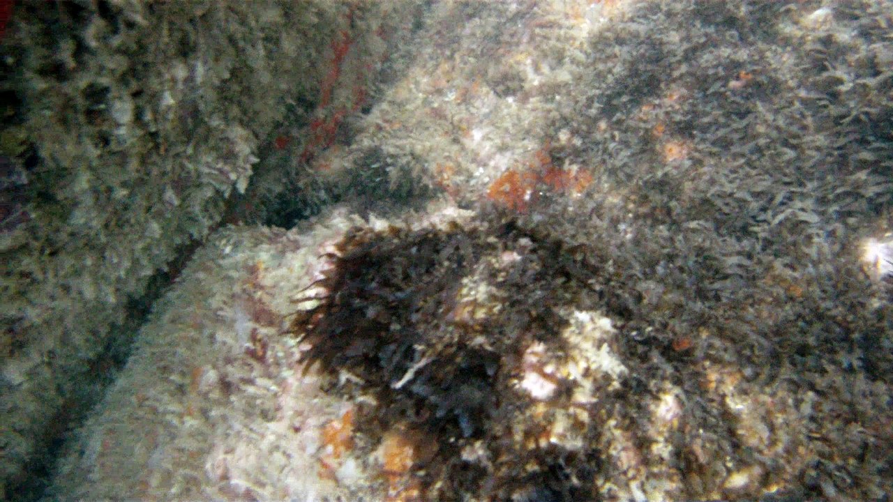 Expedição Tartaruga Marinha, Ubatuba, SP, Brasil, 2017, mares, praias, apneia contemplativa, ap