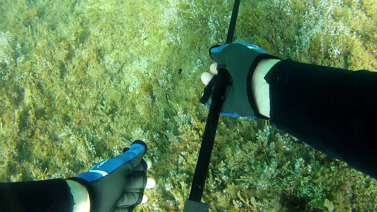 Expedição Tartaruga Marinha, Ubatuba, SP, Brasi...