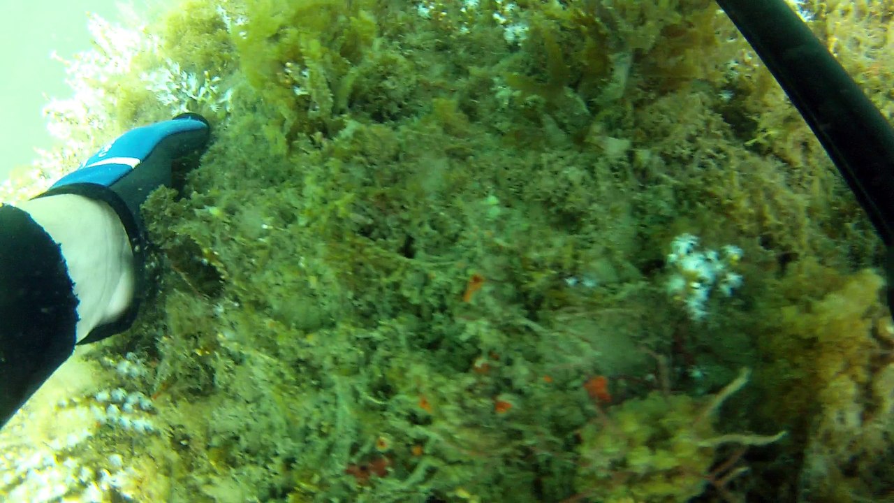 Expedição Tartaruga Marinha, Ubatuba, SP, Brasil, 2017, mares, praias, apneia contemplativa, ap