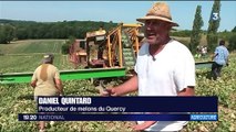 Tarn-et-Garonne : les producteurs de melons vendent à perte