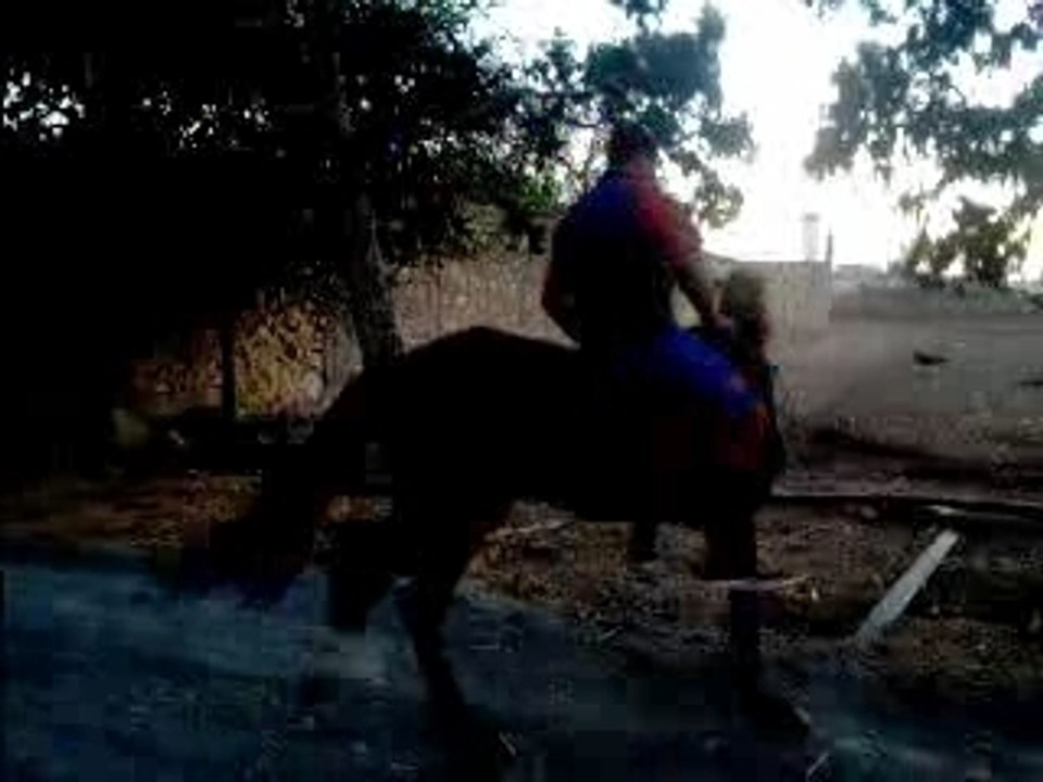 Cheb simo