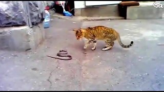 معركة بين الأفعى و القط ؟ Cat Vs Snake - عالم الحيوان - عالم الحيوانات