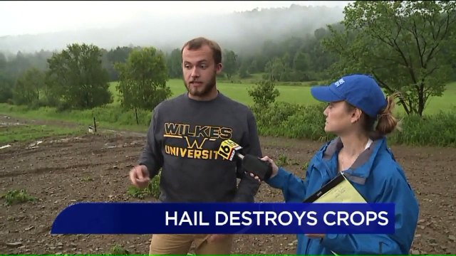 Farm Loses Thousands of Dollars Worth of Pumpkin, Hay Crops After Hail Storm