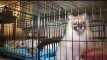 27 Pomeranian Puppies, Parrot Rescued From Hoarding Situation in Pennsylvania Home