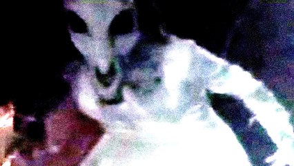 ¿Eres Mujeriego Cuidado con este espectro con Cabeza de Caballo !! - Video-relato Real